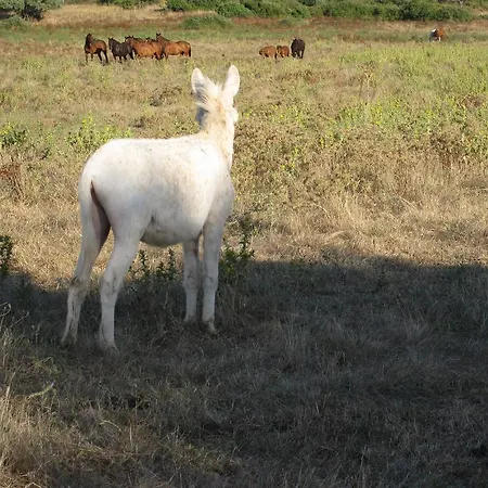 Séjour à la ferme Agriturismo Cabu Abbas *