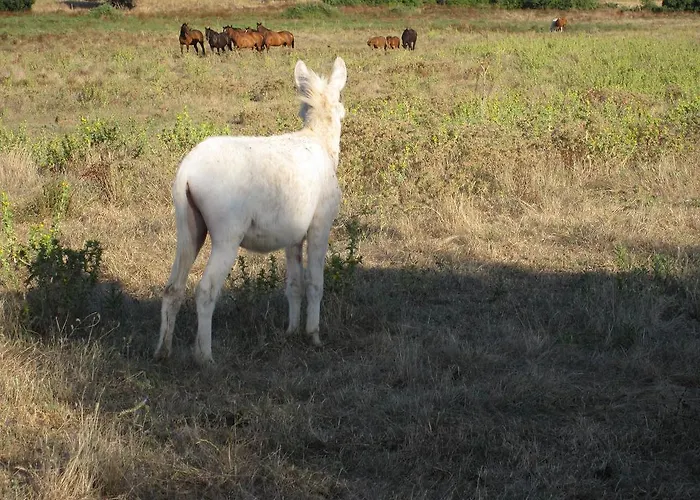 Séjour à la ferme Agriturismo Cabu Abbas *